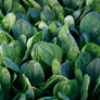 Lakeside, (F1) Spinach Seeds - Packet thumbnail number null